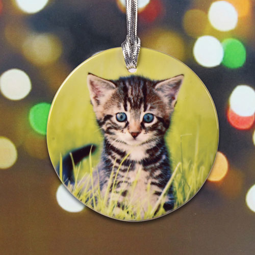 Cat Photo Memories